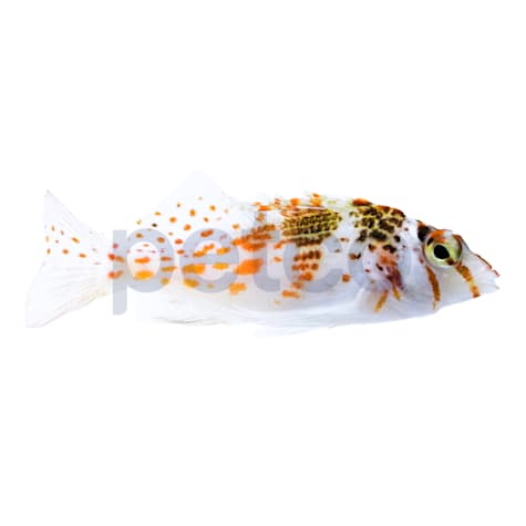 Falco Hawkfish