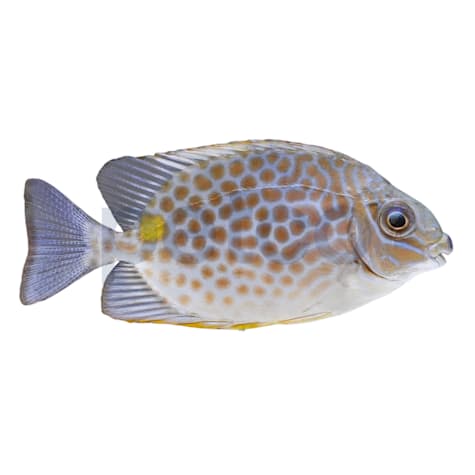 Yellow Blotch Rabbitfish