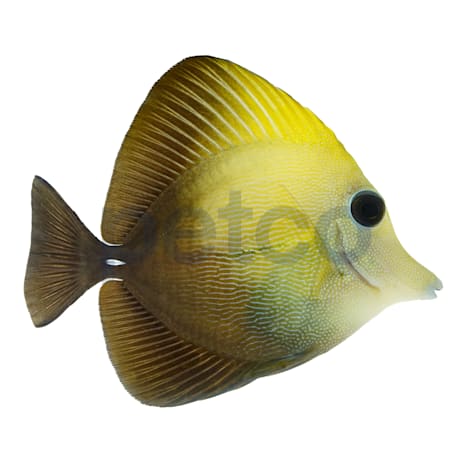 Scopas Tang