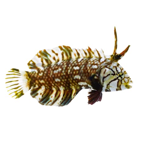 Dragon Wrasse
