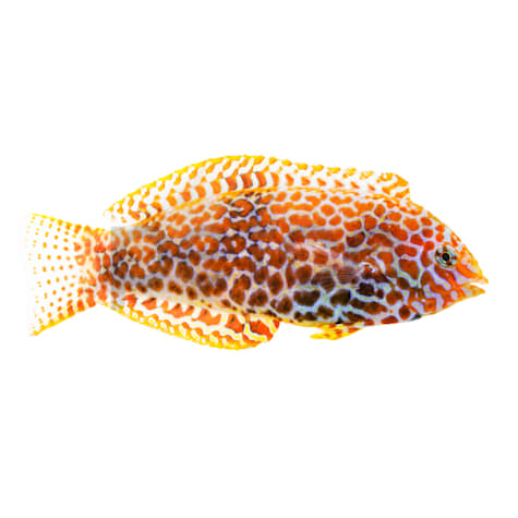 Leopard Wrasse
