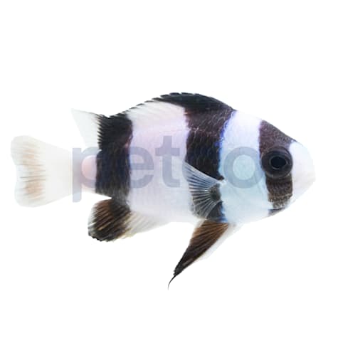 Tuxedo Damsel