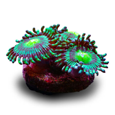 Aquacultured Ultra Caribbean Zoa Frag
