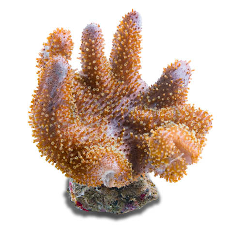 Aquacultured Nano Devil's Hand Coral