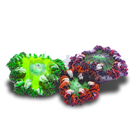 Ultra Rock Flower Anemone