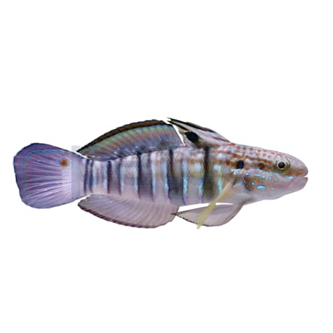 Banded Sleeper Goby