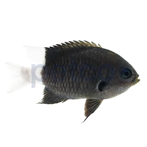 Black & White Chromis