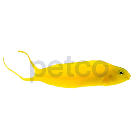 Canary Blenny