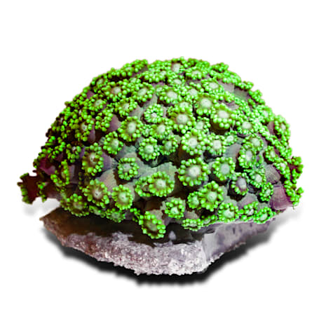 Aquacultured Green Long Polyp Flower Pot Coral
