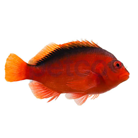 Flame Hawkfish