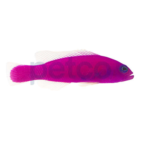 Purple Dottyback