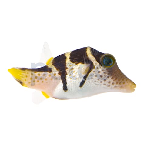 Saddle Valentini Puffer