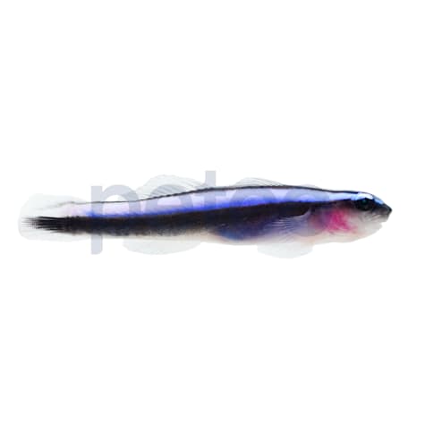 Aquacultured Neon Blue Cleaner Goby