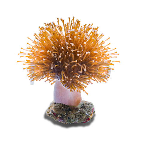 Aquacultured Nano White/Yellow Toadstool Leather