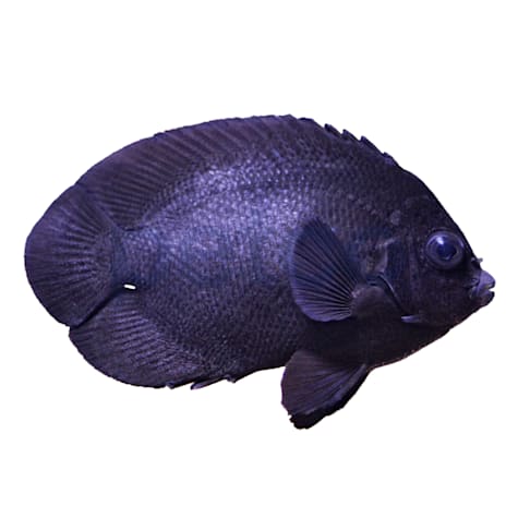 Black Nox Angelfish