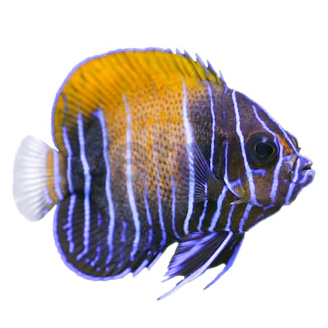 Majestic Blue Girdled Angelfish