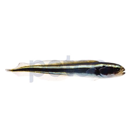 Engineer Goby