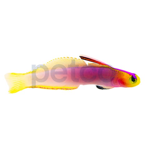 Helfrichi Firefish
