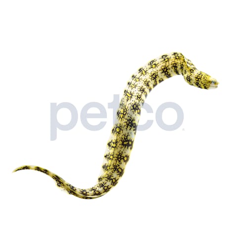 Snowflake Moray Eel