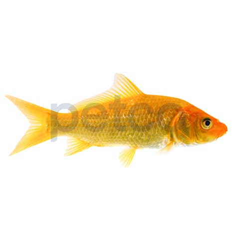 Orenji Ogon Koi
