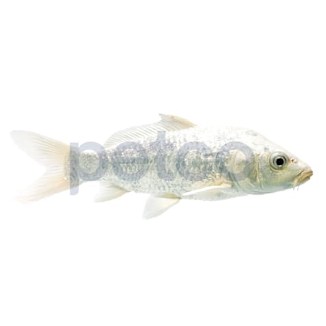 Platinum Ogon Koi