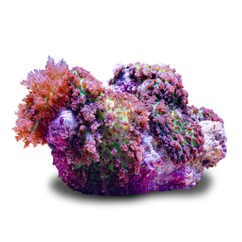 Aquacultured Hairy Lavender Mushroom