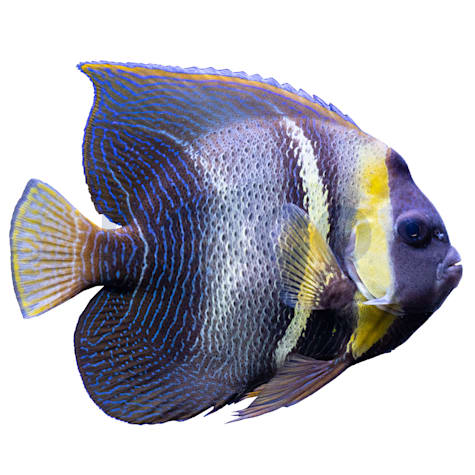 Cortez Angelfish