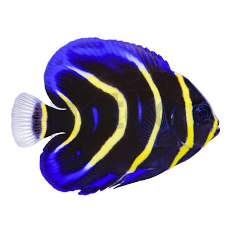 Juvenile Cortez Angelfish