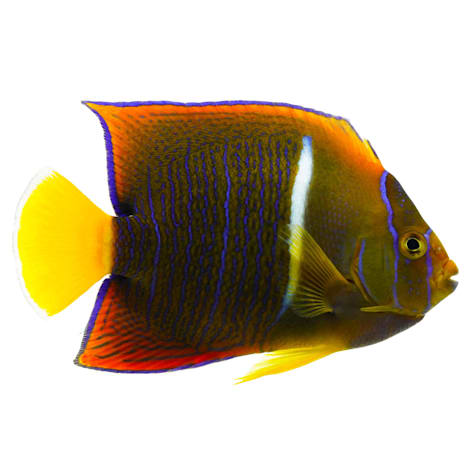 Passer Angelfish