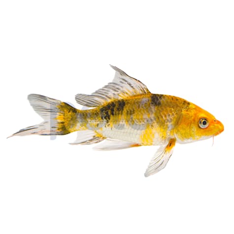 Butterfly Koi
