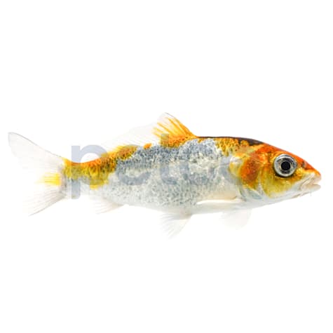 Kujaku Koi