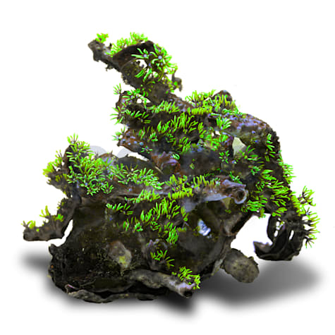 Aquacultured Nano Green Starburt Polyp