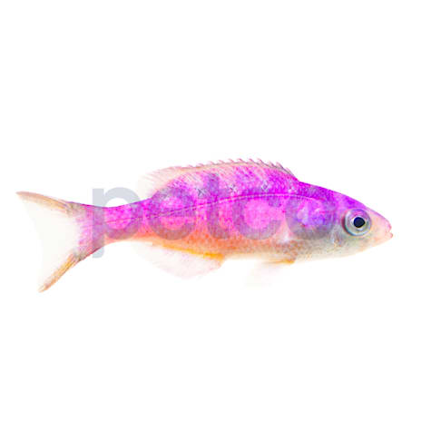 Blue Diamond Creole Wrasse