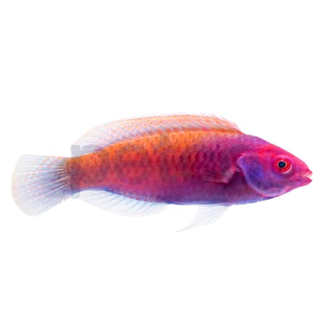 Ruby Head Fairy Wrasse