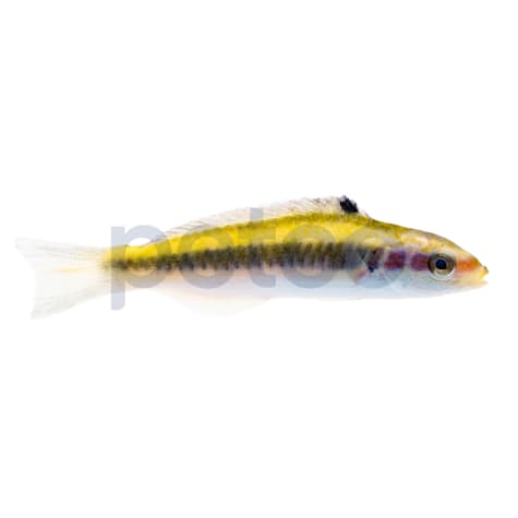 Bluehead Wrasse
