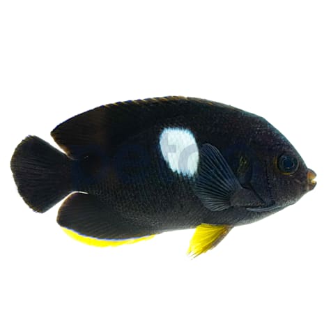 Keyhole Angelfish
