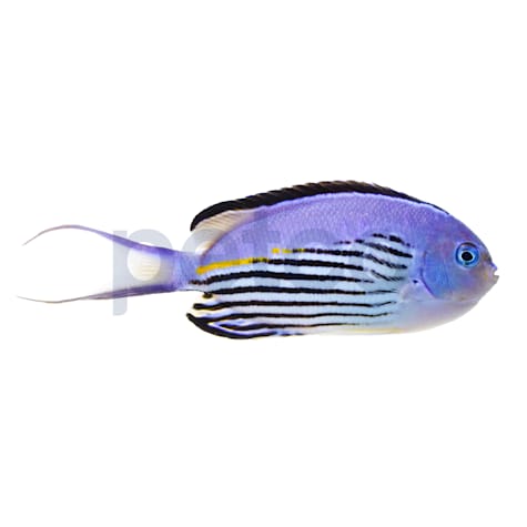 Male Watanabei Angelfish