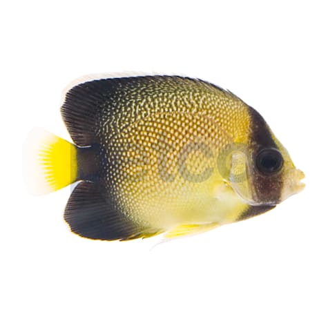 Yellowtail Cream Angelfish