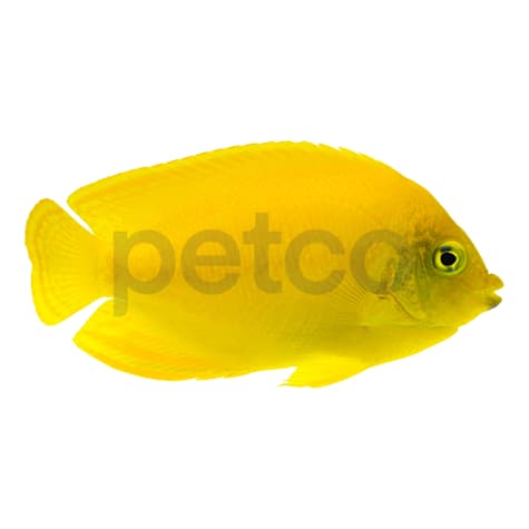 Yellow Angelfish