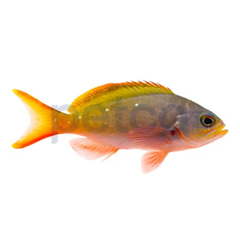 Creole Anthias