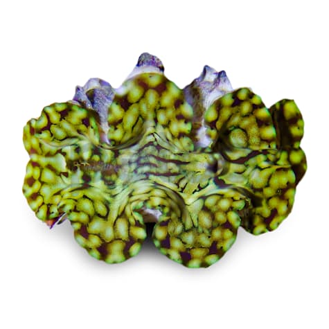 Squamosa Clam