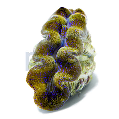 Aquacultured Ultra Crocea Clam