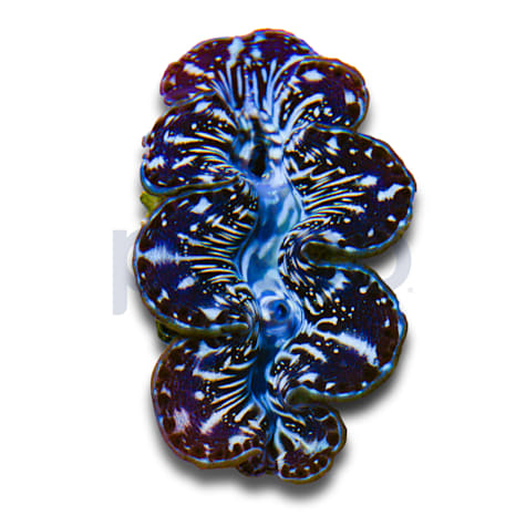 Aquacultured Maxima Clam