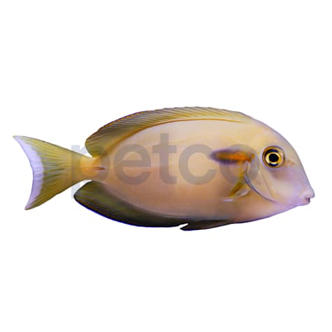 Sub- Adult Orange Shoulder Tang