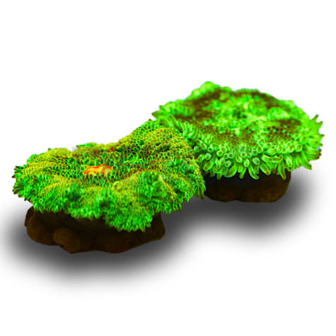 Mini Carpet Anemone