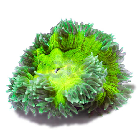 Green Rock Flower Anemone