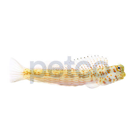 Orange Spotted Blenny