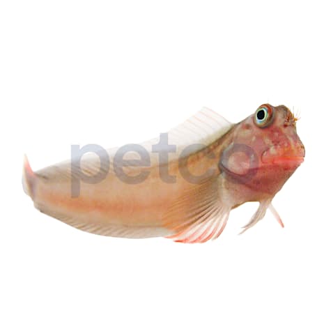Red Lipped Blenny