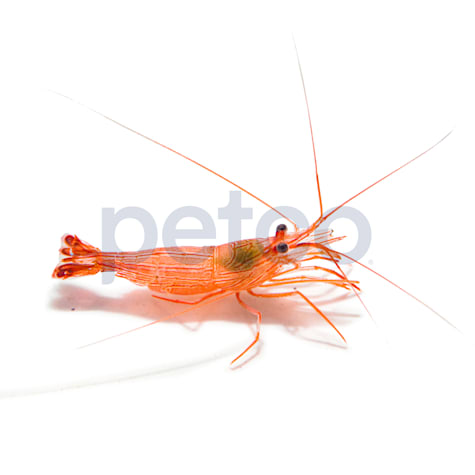 Aquacultured Junda Lin's Peppermint Shrimp