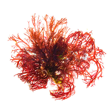 Red Gracilaria Algae